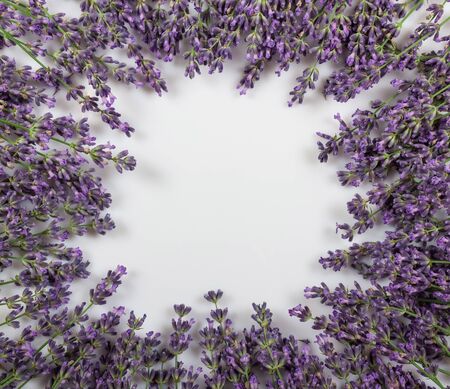 Delicate twigs of lavender laid in circle, isolated on white backgroundの写真素材