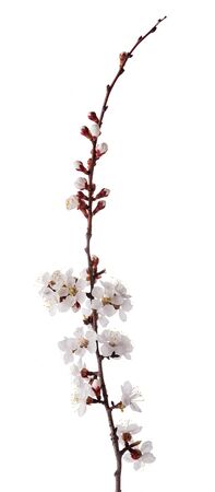 Small blooming sprig of apricot isolated on white backgroundの写真素材