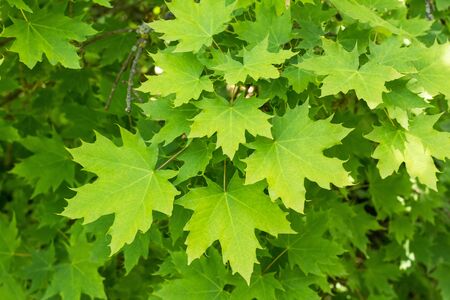 Bright spring green maple leaves, close-up. Backgroundの写真素材