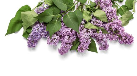 Branches fragrant spring lilac beautifully laid, isolated on white backgroundの写真素材