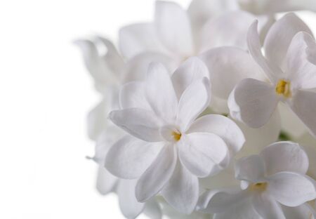 Delicate asterisks of snow-white flowers lilac isolated on white backgroundの写真素材