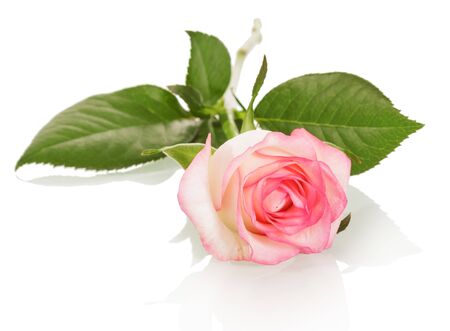 Beautiful beige rose with pink trim isolated on white backgroundの写真素材
