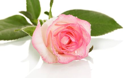 Beige Rose in drops of water isolated on a white backgroundの写真素材