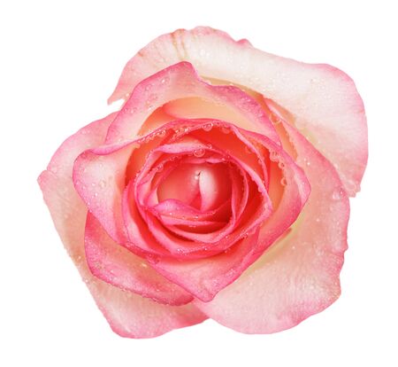 Bud pink rose close-up with water drops isolated on white backgroundの写真素材