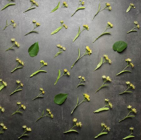 Delicate linden blossoms are beautifully laid out in pattern on gray surfaceの写真素材