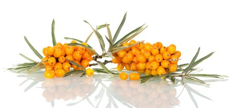 Two bunches of ripe sea-buckthorn with leaves close-up isolated on white background.の写真素材