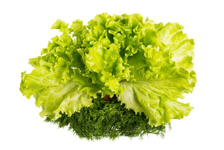 Lettuce and dill close-up isolated on white background.の写真素材