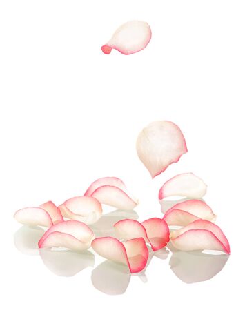 Pink rose petals and two on wooden the rods isolated on white background.の写真素材