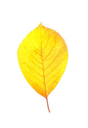 Lonely yellow autumn leaf isolated on white backgroundの写真素材