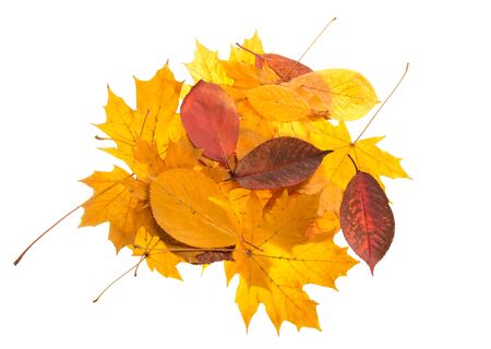 Bright autumn leaves carelessly scattered, isolated on white backgroundの写真素材