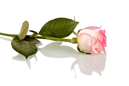 Pink rose on stem with leaves isolated on white background. Side view.の写真素材