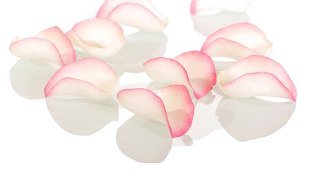 Pink rose petals close up isolated on white background.の写真素材