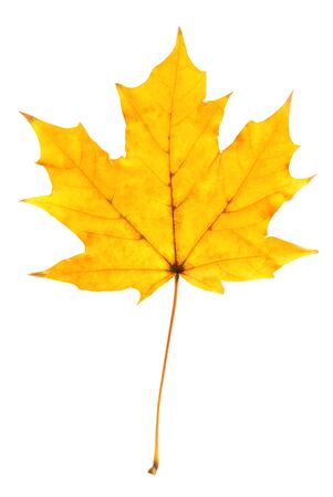 Yellow maple leaf isolated on white backgroundの写真素材