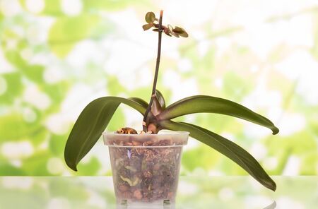 Pot of Orchid during the growing season, on light green backgroundの写真素材