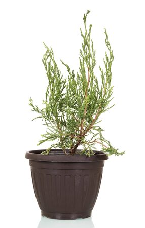 Arborvitae, evergreen plant of family Cupressaceae in pot isolated on white backgroundの写真素材