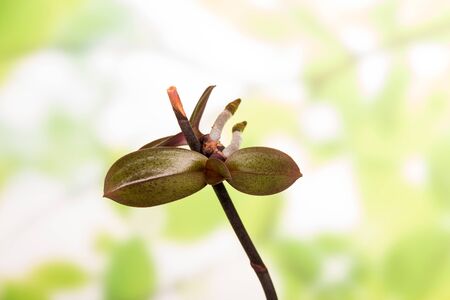 New sprouts on the branch of a Phalaenopsis on light green backgroundの写真素材