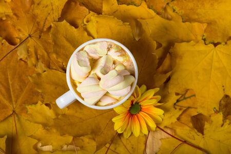 Cup of hot cappuccino with marshmallows and chrysanthemum on carpet of yellow autumn leavesの写真素材
