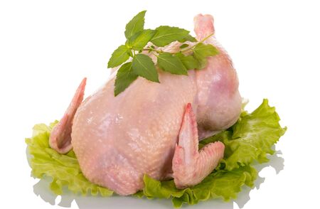 Carcass raw chicken on lettuce leaves, isolated on white backgroundの写真素材