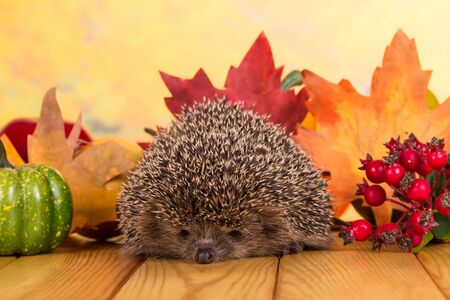 Funny gray prickly hedgehog sits on table, against background of bright autumn leavesの写真素材