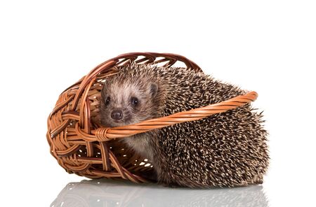 Amusing gray hedgehog fell out of the wicker basket, isolated on white backgroundの写真素材