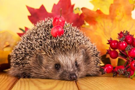 Grey prickly hedgehog sitting on beige wooden table, next to branch of rose hipの写真素材