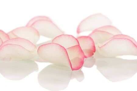 Delicate beige rose petals with pink trim isolated on white backgroundの写真素材