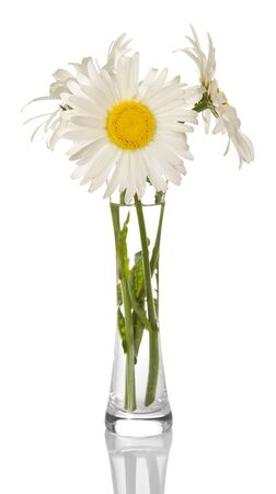 Bouquet of daisies in a clear glass vase isolated on white background.の写真素材