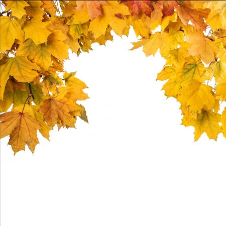 Frame of fallen maple leaves isolated on white background.の写真素材