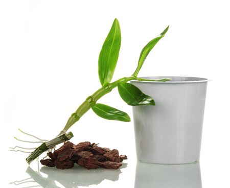 A young sprout of dendrobium orchid next to a pot and soil for transplant. Close-up isolated on a white background.の写真素材