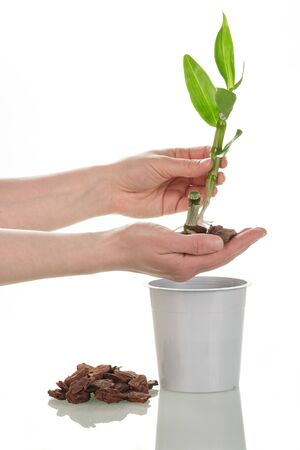 Female hands hold a young sprout of dendrobium on a pot, closeup, isolated on a white background.の写真素材