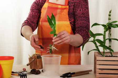 Home hobby. The process of transplanting an orchid dendrobium nobile by an adult womanの写真素材