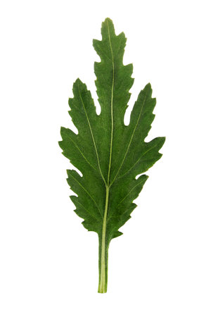 Fresh beautiful leaf of chrysanthemum plant isolated on white backgroundの写真素材
