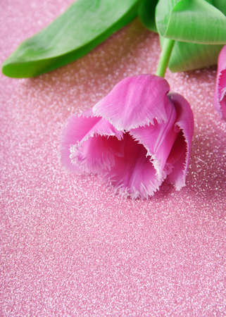 Pink tulip with fringe close-up on a pink background with glitterの写真素材