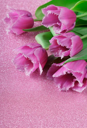 Beautiful terry tulips on a pink sparkling backgroundの写真素材