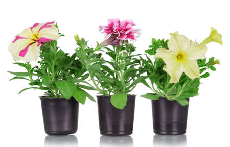 Three petunia plants with different flowers isolated on white backgroundの写真素材
