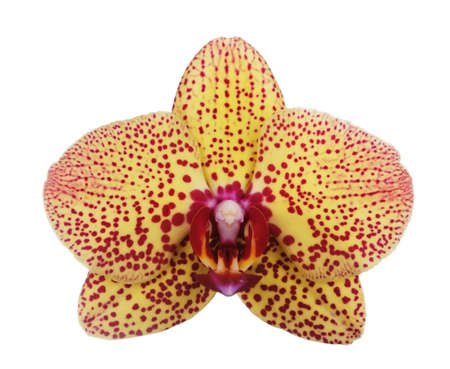 Bright spotted orchid flower close up isolated on white backgroundの写真素材