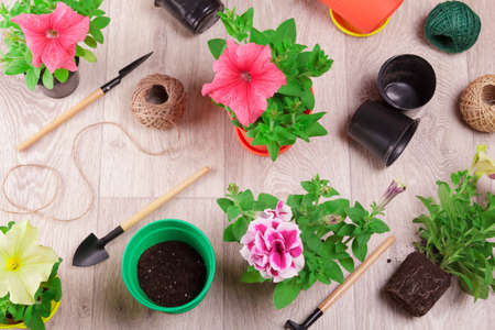 Home gardening. Hobby. Transplanting petunia flowers into bright pots. Top viewの写真素材