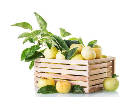 Autumn harvest. Fresh apples box with branches isolated on white backgroundの写真素材