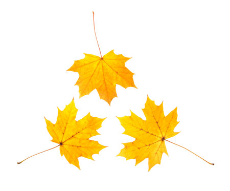 Golden autumn time. Three maple autumn leaves isolated on white backgroundの写真素材