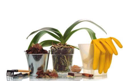 Women's hobby. Transplanting indoor orchid to new bark isolated on white backgroundの写真素材