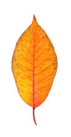 Bright yellow autumn leaf. Withering nature. Aging leaf isolated on white backgroundの写真素材
