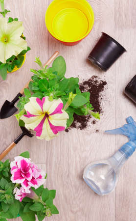 top view. Transplanting a petunia seedling into a large pot on a light backgroundの写真素材