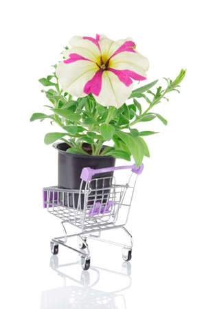 Flowering petunia seedling. Flower sapling for a flower bed in a market cart isolated on a white backgroundの写真素材