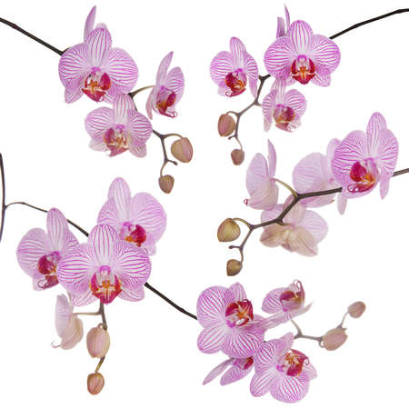 Set of several branches of bright orchid isolated on white backgroundの写真素材