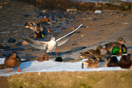 Seagull and ducks over river Labe in town Usti nad Labemの写真素材
