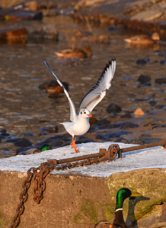 Seagull and ducks over river Labe in town Usti nad Labemの写真素材