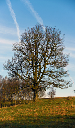 Forest and trees in national park in sunny spring day