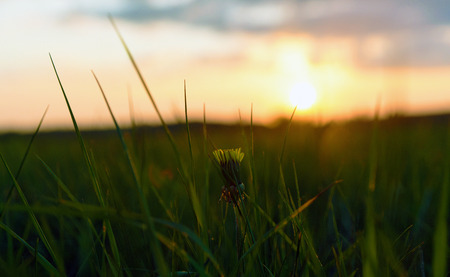 Sunset with dandelion flower in mountainsの写真素材