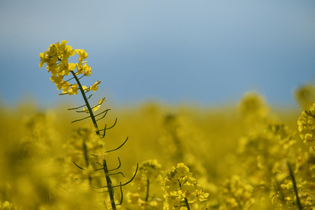 Yellow rape plant in May with dark sky