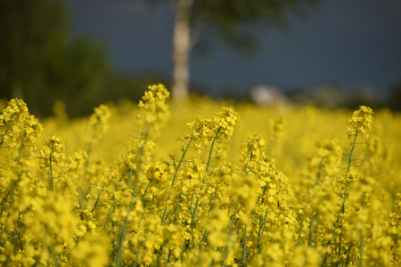 Yellow rape plant in May with dark sky